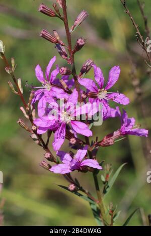 Lythrum virgatum - Wild plant shot in summer. Stock Photo