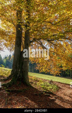 Germany, Baden-Württemberg, Pfullingen, multi-stem beech on the western slope of Schönberg Stock Photo
