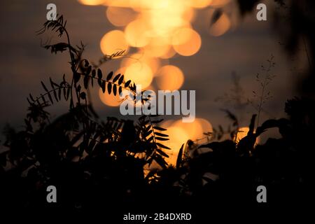Plant silhouetted against orange shining light reflections in the background Stock Photo