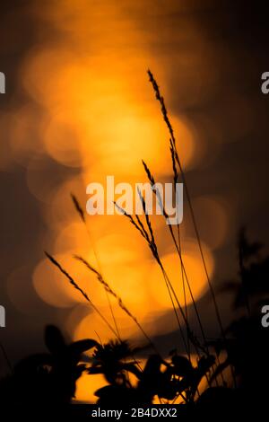 Plant silhouetted against orange shining light reflections in the background Stock Photo