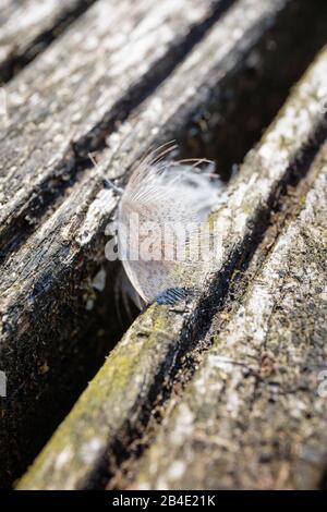 Europe, Germany, Lower Saxony, Otterndorf, Small mallard feather (Anas platyrhynchos), on a boardwalk in the morning light, Stock Photo