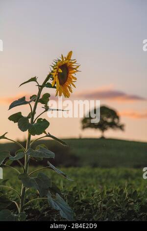 Sunflower in front of lonely tree on hill in the evening light Stock Photo