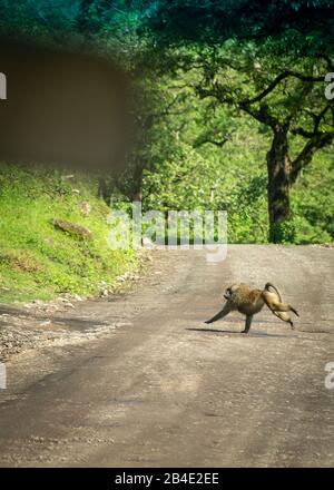 A foot, tent and jeep safari through northern Tanzania at the end of the rainy season in May. National Parks Serengeti, Ngorongoro Crater, Tarangire, Arusha and Lake Manyara. Baboon crosses a road through the African bush, photographed through the front window of a jeep. Stock Photo