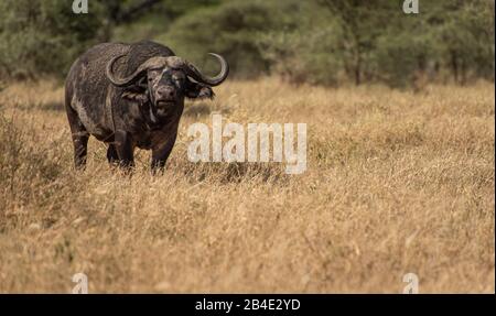 A foot, tent and jeep safari through northern Tanzania at the end of the rainy season in May. National Parks Serengeti, Ngorongoro Crater, Tarangire, Arusha and Lake Manyara. Kaffir buffalo in the savanna, looking into the camera. Stock Photo