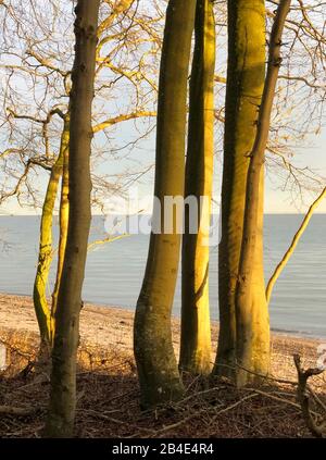 Als; Alsen; Insel; Baum; Wald; Meer; Dänemark Stock Photo