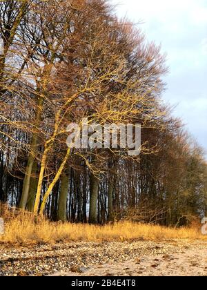 Als; Alsen; Insel; Baum; Wald; Dänemark Stock Photo