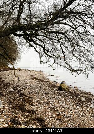 Baum; Meer; Steine; Als; Alsen; Insel; Landschaft; Dänemark Stock Photo