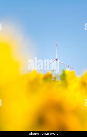 Wind turbines in the sunflower field under blue sky Stock Photo