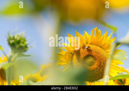 Insects in the sunflower field under blue sky Stock Photo