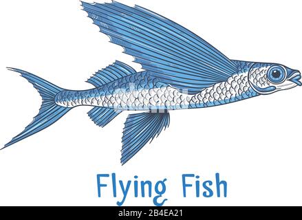 Exocoetidae or Flying fish hand drawing Stock Vector