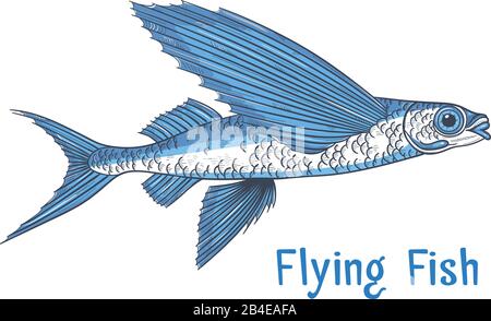 Exocoetidae or Flying fish hand drawing Stock Vector