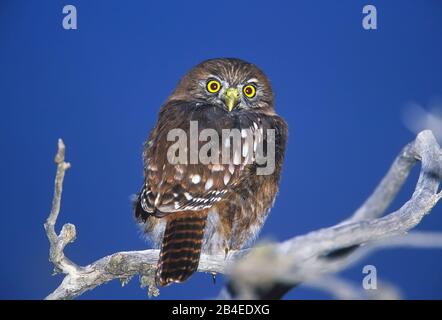 An austral pygmy owl (Glaucidium nanum) sitting on a tree, Torres del Paine National Park, Patagonia, Chile, South America Stock Photo