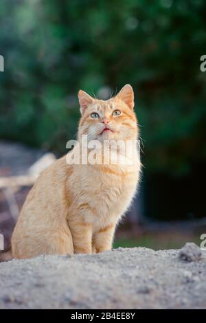 A surprised red cat is sitting in the garden. Cat portrait. Stock Photo