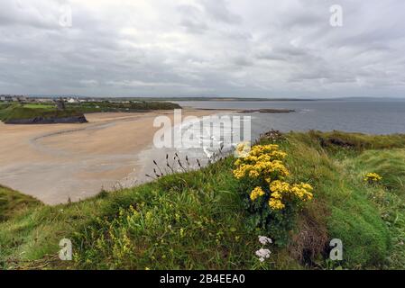 Ireland, Kerry, Ballybunnion, view on deserted beach bay in summer on Ireland's wild Atlantic coast, framed by green rocks and yellow flowers in the foreground Stock Photo