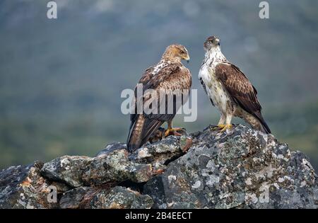 Bonelli's eagle pair (Aquila fasciata), male right, with captured red-legged chicken, Extremadura, Spain Stock Photo