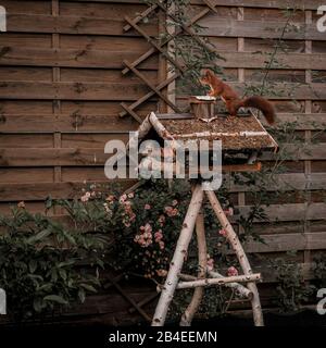 Squirrel sits on bird feeder Stock Photo
