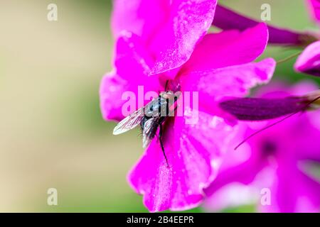 Fly, Plant, Bokeh Stock Photo