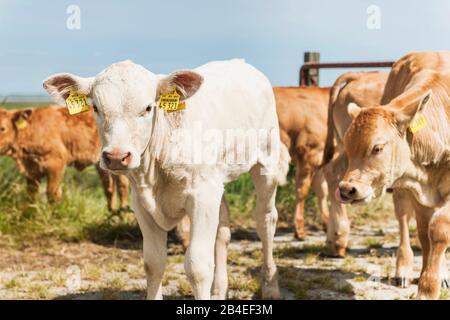 Agriculture, animal husbandry, calves in the pasture, cattle breed Charolais Stock Photo