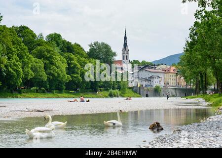 Bad Tölz, river Isar, parish church Mariä Himmelfahrt, swan in Oberbayern, Tölzer Land, Upper Bavaria, Bayern / Bavaria, Germany Stock Photo