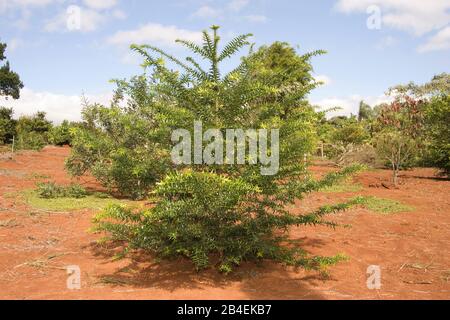 Araucaria-autraliana, Araucaria bidwillii, Conifer, Campina do Monte Alegre, São Paulo, Brazil Stock Photo