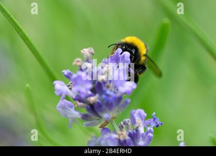 Meadow bumblebee (Bombus pratorum), sucks nectar, on lavender (Lavender (Lavandula), Baden-Wuerttemberg, Germany Stock Photo