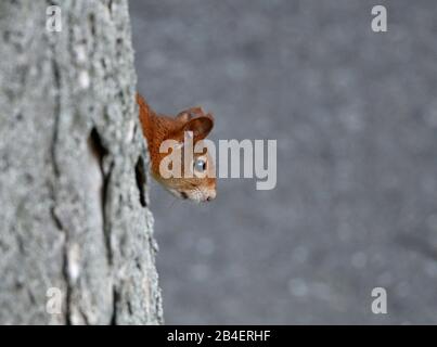 European Squirrel (Sciurus vulgaris), behind tree trunk, Stuttgart, Baden-Wurttemberg, Germany Stock Photo