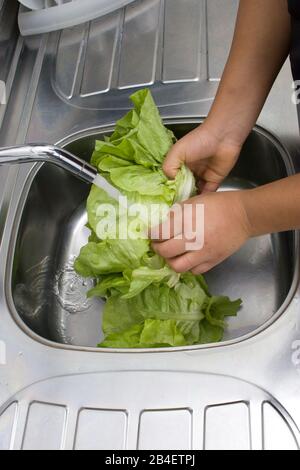 Person, Washing Lettuce, Hands, São Paulo, Brazil Stock Photo