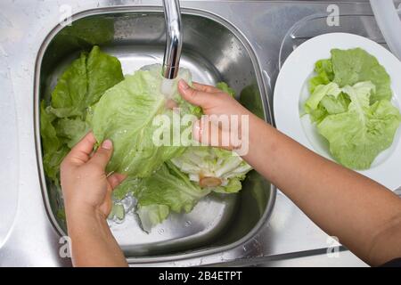 Person, Washing Lettuce, Hands, São Paulo, Brazil Stock Photo