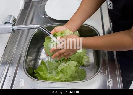 Person, Washing Lettuce, Hands, São Paulo, Brazil Stock Photo