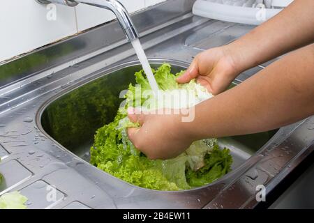 Person, Washing Lettuce, Hands, São Paulo, Brazil Stock Photo