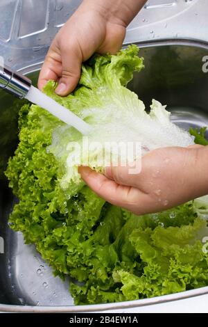 Person, Washing Lettuce, Hands, São Paulo, Brazil Stock Photo