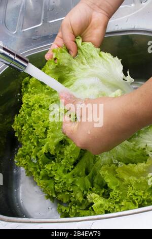 Person, Washing Lettuce, Hands, São Paulo, Brazil Stock Photo