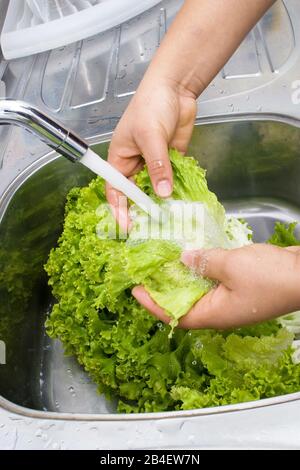 Person, Washing Lettuce, Hands, São Paulo, Brazil Stock Photo