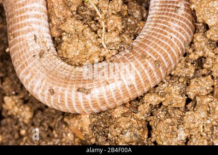 Cobra-de-duas-cabeças,  Snake-of-two-heads ,amphisbaena vermicularis, São Paulo, Brazil Stock Photo