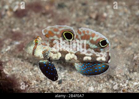 Crab-eye Goby, Signigobius biocellatus, Tufi, Solomon Sea, Papua New Guinea Stock Photo