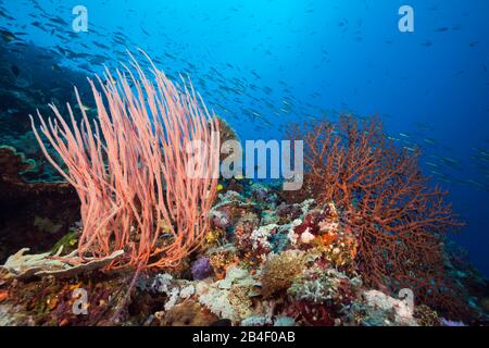 Species-rich Coral Reef, Tufi, Solomon Sea, Papua New Guinea Stock Photo