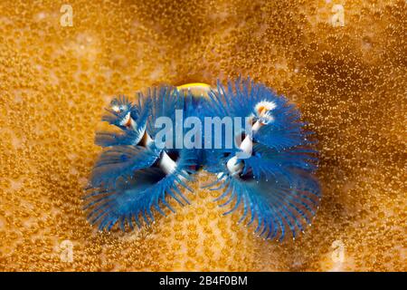 Blue Christmas-Tree-Worm, Spirobranchus giganteus, Tufi, Solomon Sea, Papua New Guinea Stock Photo