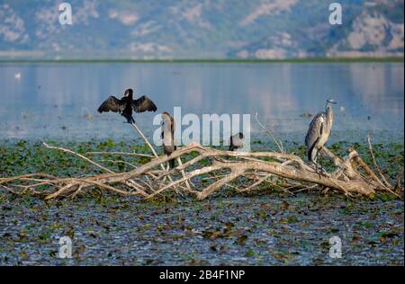 Cormorants (Phalacrocorax carbo) and Great Blue Heron (Ardea cinerea) sit on branch, Skadar Lake, Skadar National Park, Montenegro Stock Photo