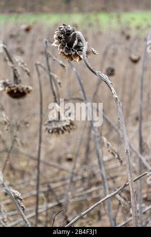 Sunflower field with withered sunflowers (Helianthus annuus). Stock Photo