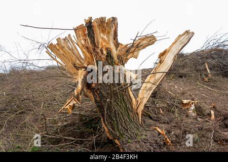 Germany, clearing area with tree stump. Stock Photo