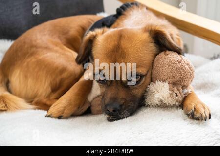 cute little dog lies on his toy and looks at his owner Stock Photo