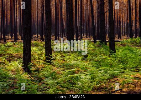 Germany, forest after a fire in the vicinity of Jüterbog and Luckenwalde,  ferns, regeneration Stock Photo