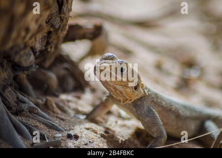 Lizard on a beach in Gambia, Agama Lizard (Agama Agama) Stock Photo