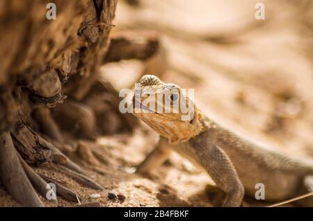 Lizard on a beach in Gambia, Agama Lizard (Agama Agama) Stock Photo