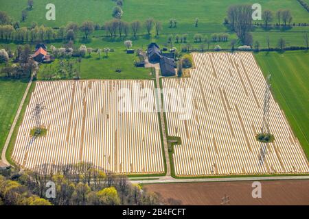 Aerial photos of asparagus fields with high voltage pylons in Friedrichsfeld at the Mehrstrasse in Voerde, Ruhrgebiet, North Rhine-Westphalia, Germany Stock Photo