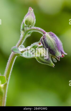 Aquilegia vulgaris hybrid 'Black Barlow', columbine in the bud, spring Stock Photo