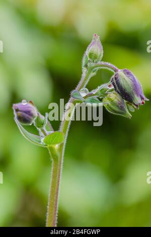 Aquilegia vulgaris hybrid 'Black Barlow', columbine in the bud, spring Stock Photo