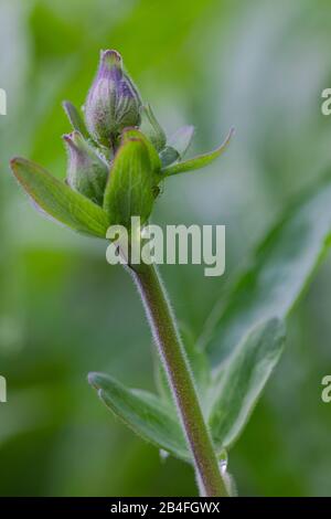 Aquilegia vulgaris hybrid 'Black Barlow', columbine in the bud, spring Stock Photo