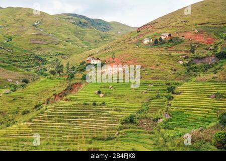 Typical Madagascar landscape - green and yellow rice terrace fields on small hills with clay houses in Andringitra region near Sendrisoa. Stock Photo