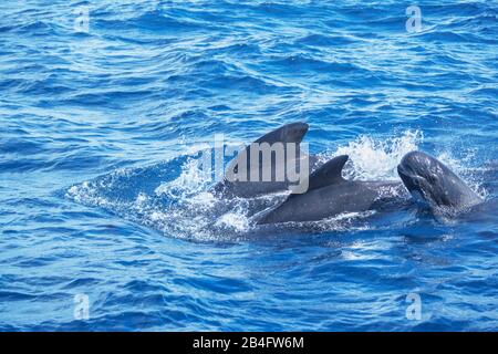 Pilot whales (Globicephala melas) family swimming together in the strait of Gibraltar,  Andalusia, Spain, Europe Stock Photo